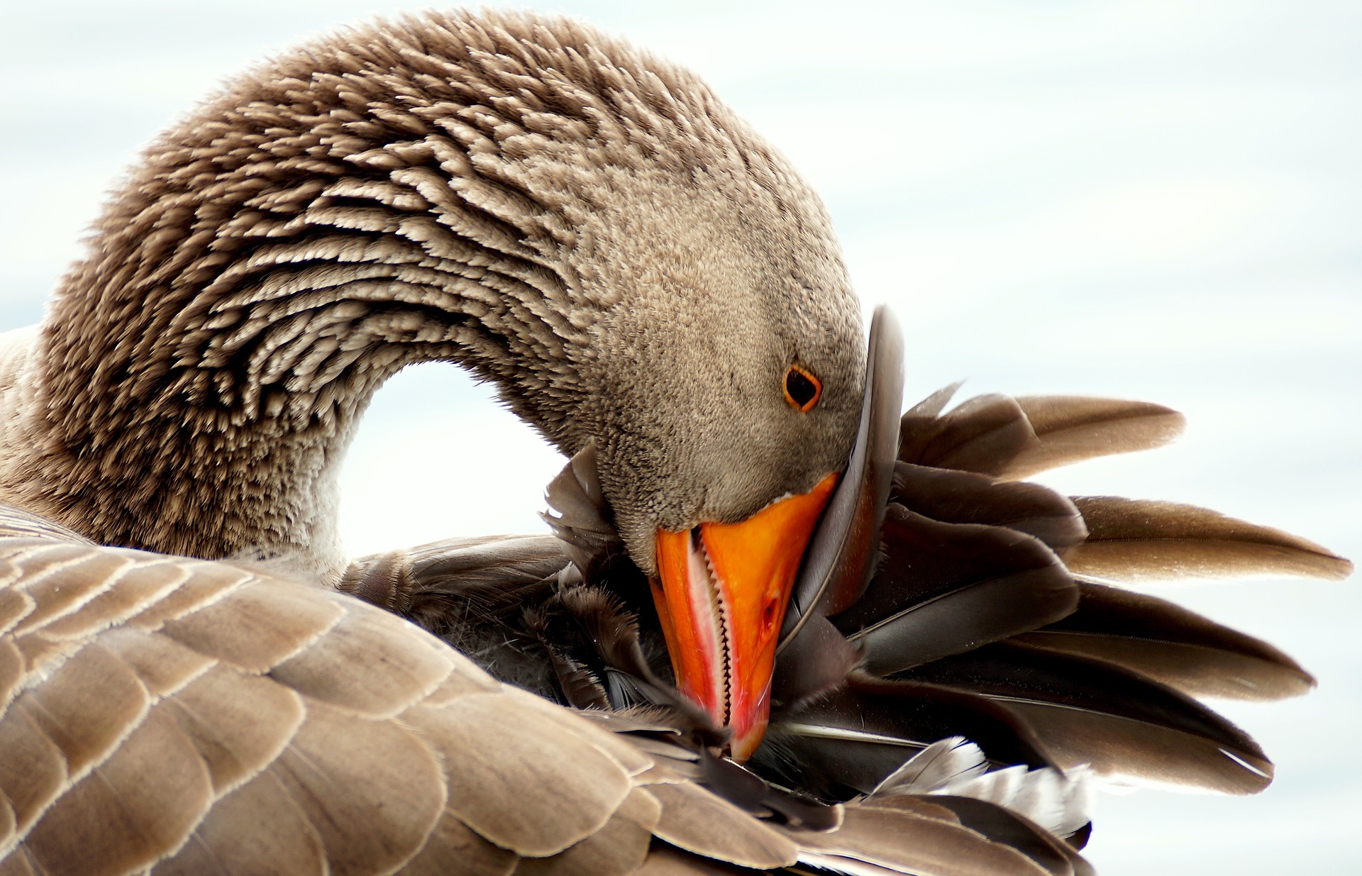 wild-goose-2260869_1920